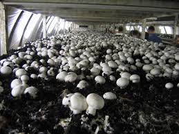 mushroom farm