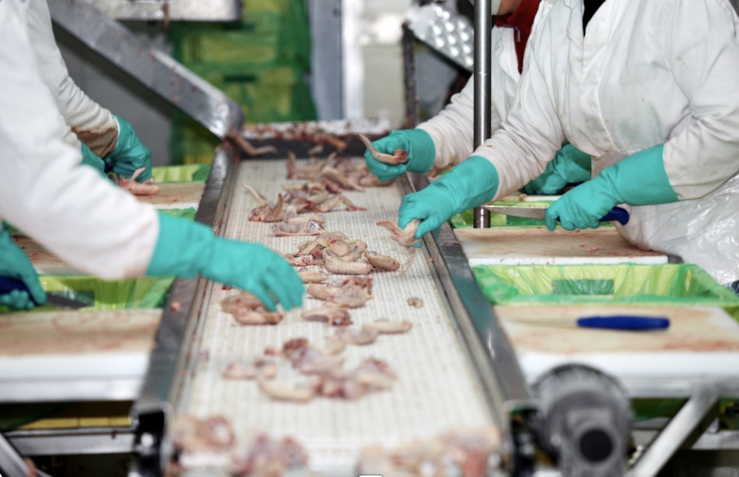 Wearing safety protection processing chicken